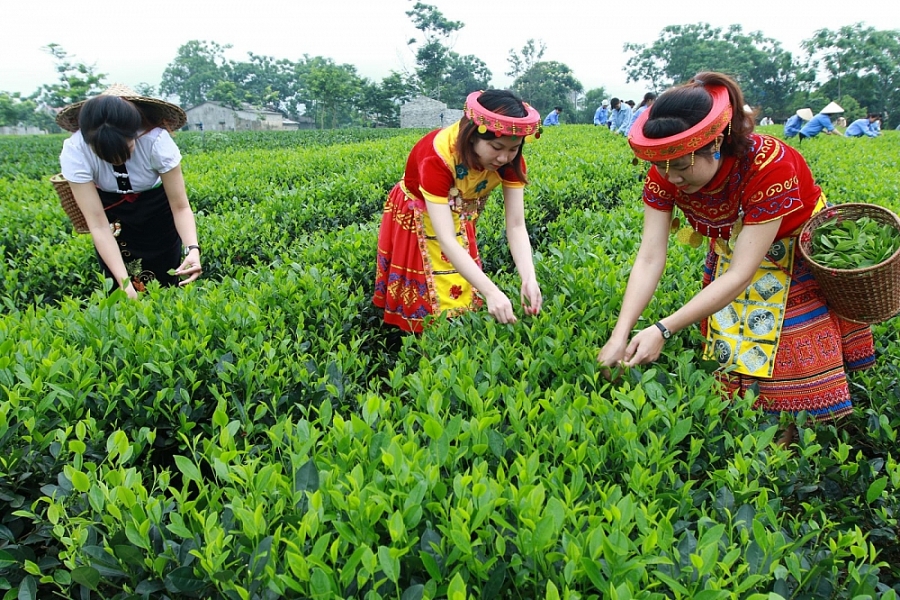 Hiểu thêm về ngành chè
