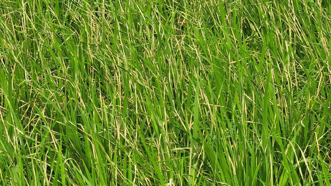 Sâu cuốn lá nhỏ hại lúa
